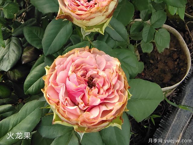 推荐十款适合瓶插的切花月季品种(图9) 推荐十款适合瓶插的切花月季品种(图9)