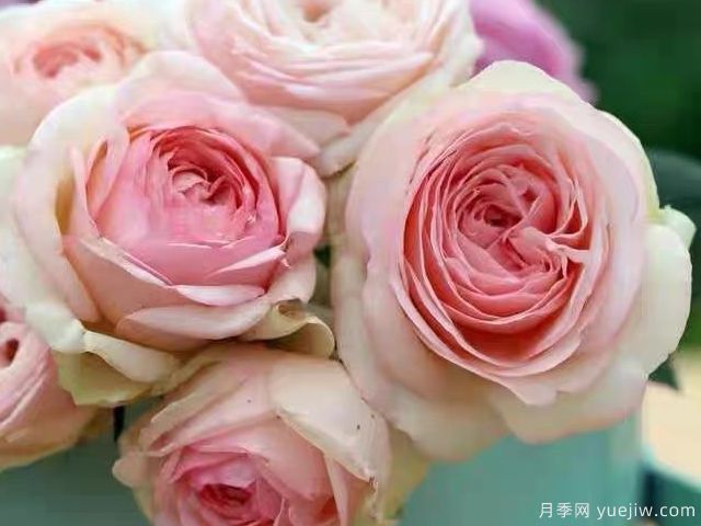 推荐十款适合瓶插的切花月季品种(图10) 推荐十款适合瓶插的切花月季品种(图10)