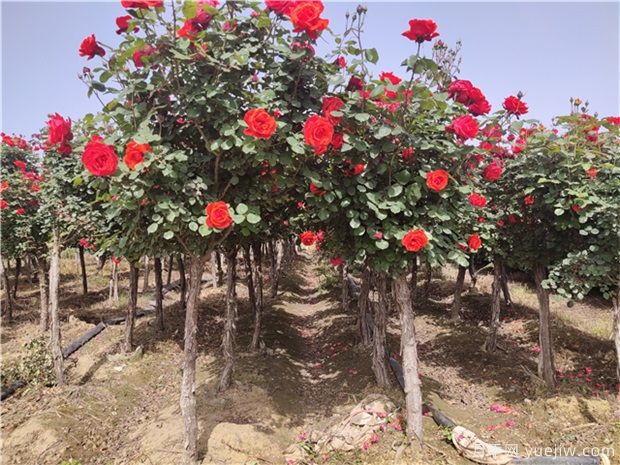 月季花苗怎么修剪?树状月季修剪方法(图1) 月季花苗怎么修剪?树状月季修剪方法(图1)