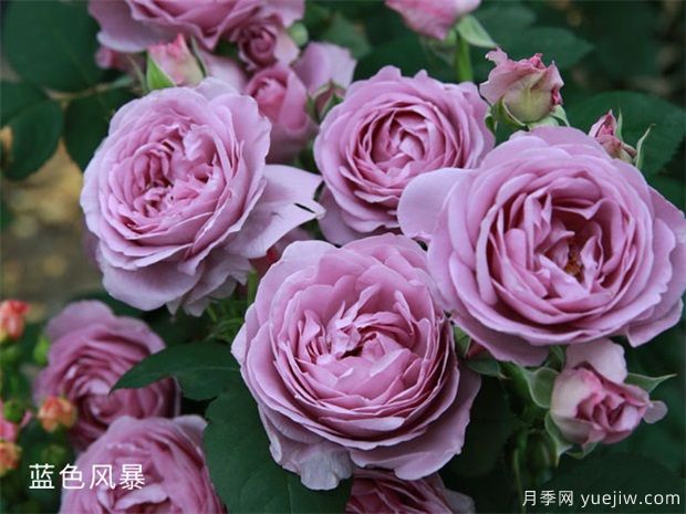 花友总结的十大蕞美月季是哪些?(图2) 花友总结的十大最美月季是哪些品种?(图2)