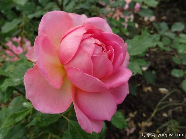 花友总结的十大蕞美月季是哪些?(图3) 花友总结的十大最美月季是哪些品种?(图3)
