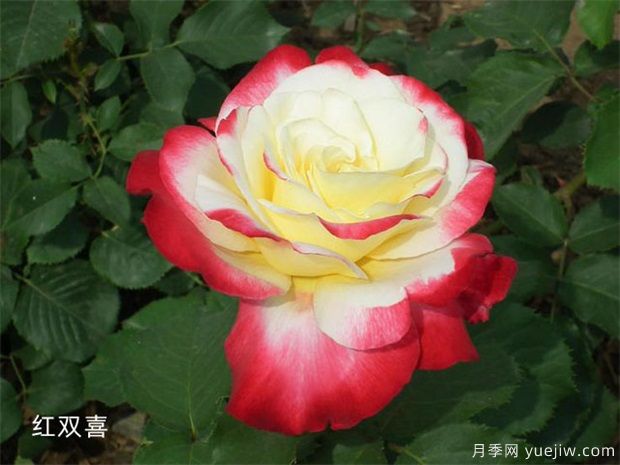 十大最好看月季品种？我推荐了，你感觉对吗(图4)