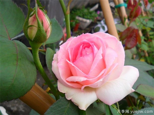 十大最好看月季品种？我推荐了，你感觉对吗(图9)