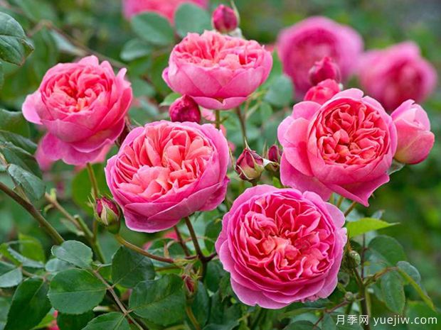 博斯科贝尔月季/博斯克贝尔月季(图1)