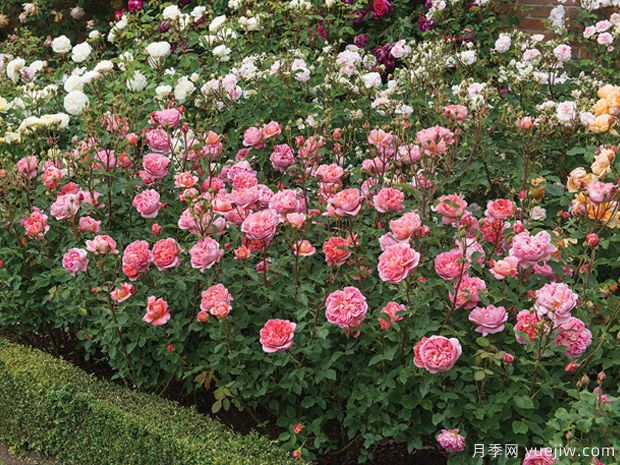 博斯科贝尔月季/博斯克贝尔月季(图4)