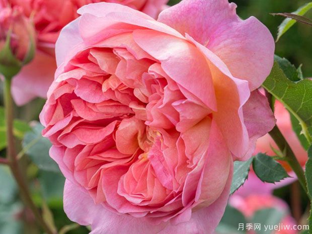 博斯科贝尔月季/博斯克贝尔月季(图2)