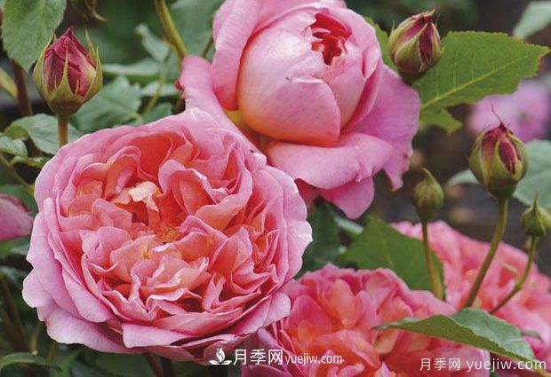 博斯科贝尔月季/博斯克贝尔月季(图3)