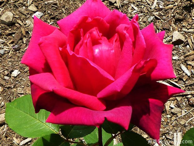 香紫绒月季/墨绒月季/紫香云(图2)