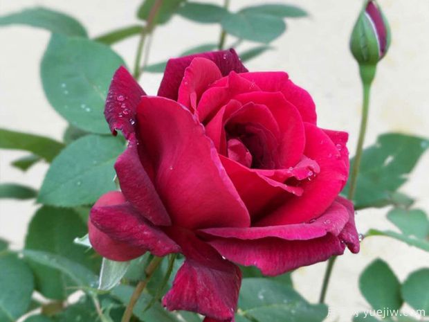 香紫绒月季/墨绒月季/紫香云(图3)