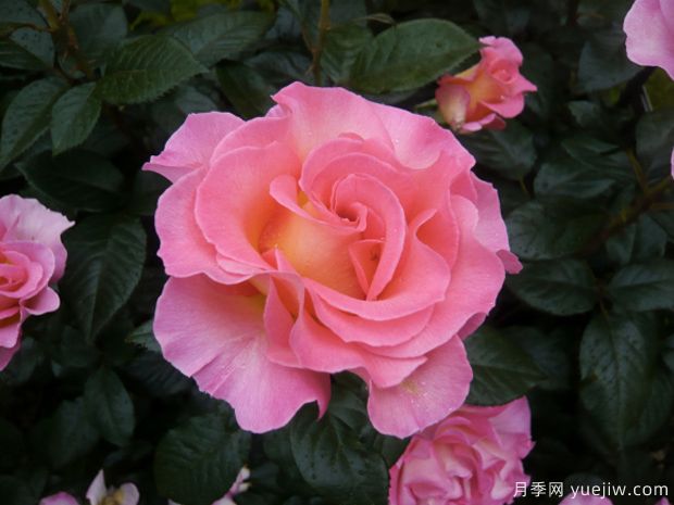 粉红天堂月季(图1)