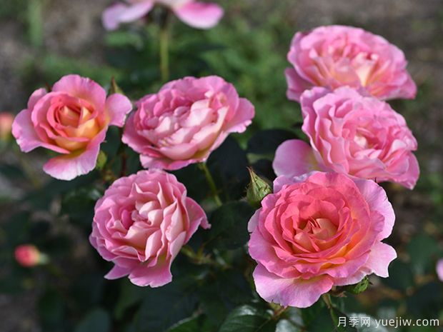 粉红天堂月季(图2)