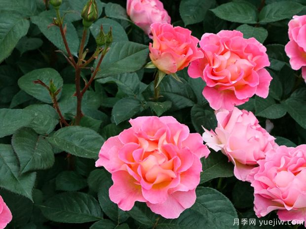 粉红天堂月季(图3)