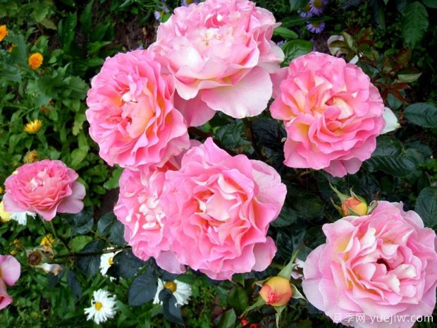 粉红天堂月季(图4)