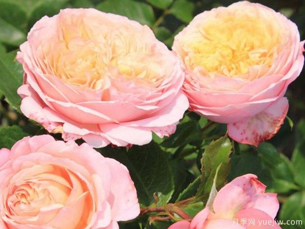 玫瑰香橙月季/尚蒂伊城堡月季/香缇别苑月季(图4) 玫瑰香橙月季/尚蒂伊城堡月季/香缇别苑月季(图4)