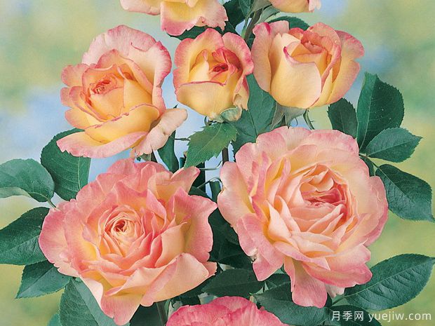 蝴蝶夫人月季/娇兰光子月季(图2) 蝴蝶夫人月季/娇兰光子月季(图2)