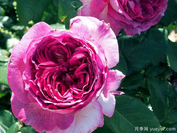 蓝莓蛋糕月季/蒂耶里马尔克斯(图1)