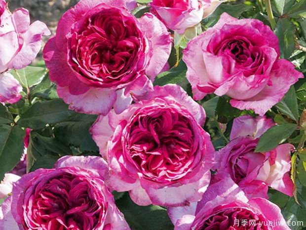 蓝莓蛋糕月季/蒂耶里马尔克斯(图2)