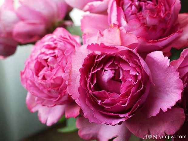 伊芙月季系列中Zui好的月季是哪个？哪些月季Z香？(图1)