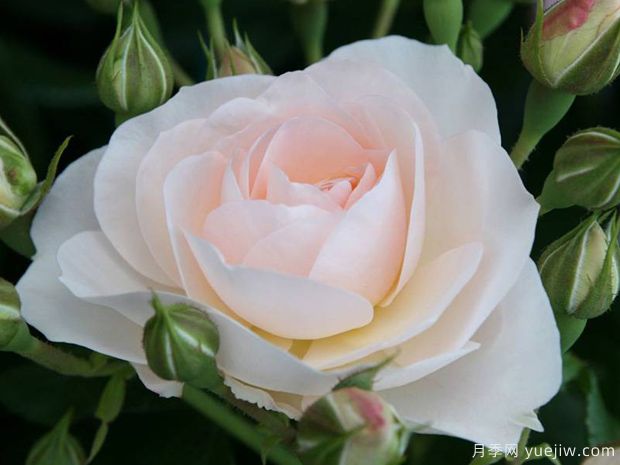 天狼星月季/马丁路德玫瑰(图1)