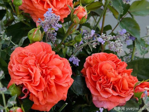 橘园月季(图1)