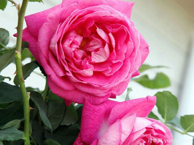 卡洛琳夫人月季/男爵夫人卡洛琳月季(图3) 卡罗琳夫人月季/男爵夫人卡洛琳月季(图4)