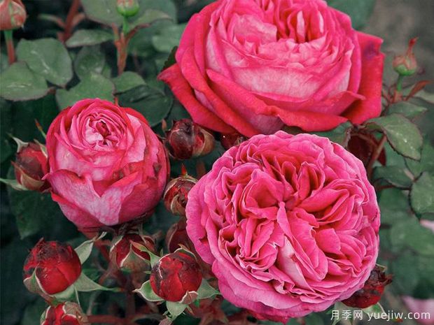 卡洛琳夫人月季/男爵夫人卡洛琳月季(图1) 卡罗琳夫人月季/男爵夫人卡洛琳月季(图2)