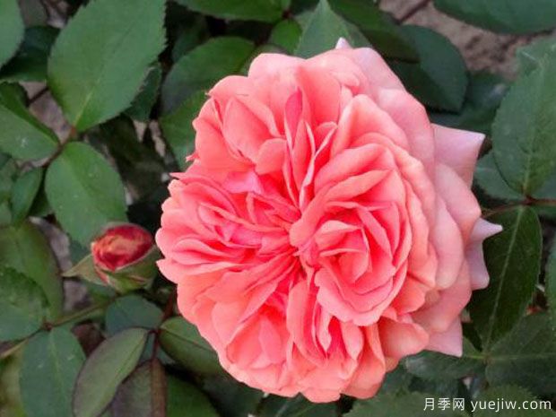 音乐厅月季(图2) 音乐厅月季/齐本达尔月季(图4)