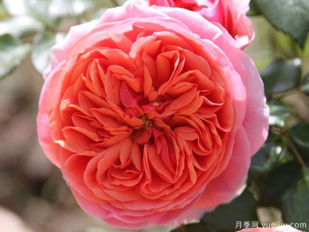 音乐厅月季(图1) 音乐厅月季/齐本达尔月季(图1)