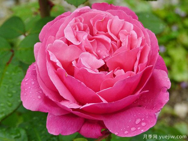 莉娜雷诺月季/英库鲁/英格鲁/极致美味(图1)