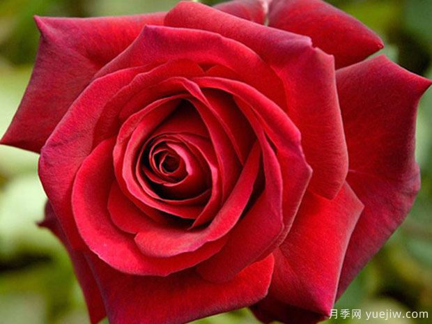 伊迪丝琵雅芙月季/艾迪特皮雅芙(图1)