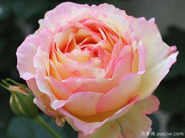 桃子糖果月季/桃心月季(图1) 桃子糖果月季/桃心月季/钓鱼糖果月季(图1)