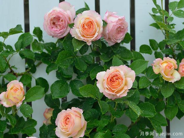 桃子糖果月季/桃心月季(图4) 桃子糖果月季/桃心月季/钓鱼糖果月季(图5)