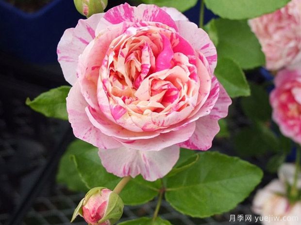 马奈月季/爱杜尔马奈月季(图2)