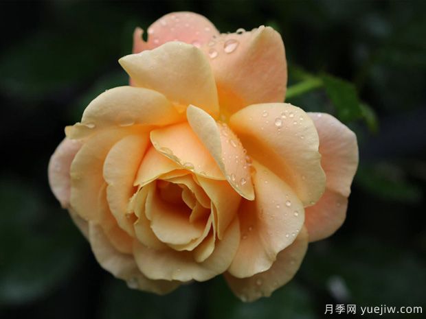 蜜桃冰淇淋月季/蜜桃梅尔巴月季(图3)