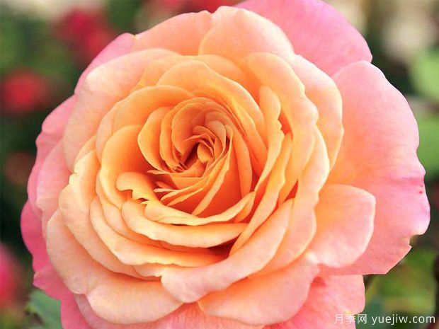 蜜桃冰淇淋月季/蜜桃梅尔巴月季(图1)