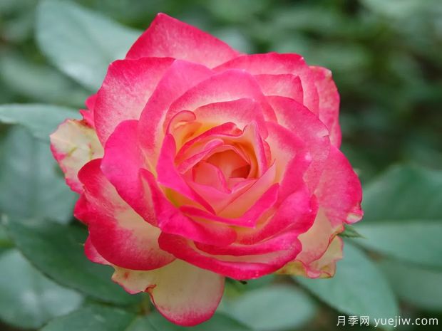 推荐10款复色月季花,一花多色,漂亮极了(图1) 推荐10款复色月季花,一花多色,漂亮极了(图1)