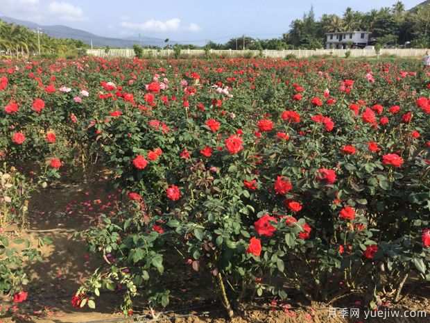 月季名园：三亚亚龙湾国际玫瑰谷(图2)