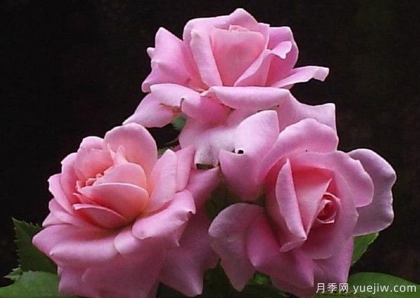 法国糖果光芒月季(图2)