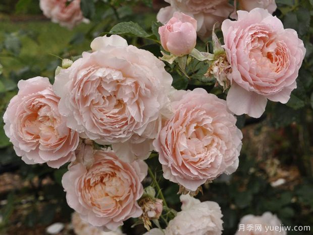 简小姐月季(图1)