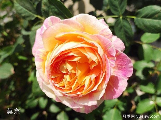 推荐公认的6款零差评的月季花,颜值高好养护(图1) 推荐公认的6款零差评的月季花,颜值高好养护(图1)