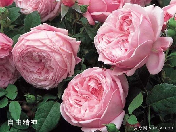 推荐公认的6款零差评的月季花,颜值高好养护(图2) 推荐公认的6款零差评的月季花,颜值高好养护(图2)