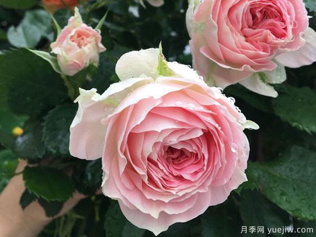 推荐公认的6款零差评的月季花,颜值高好养护(图3) 推荐公认的6款零差评的月季花,颜值高好养护(图3)