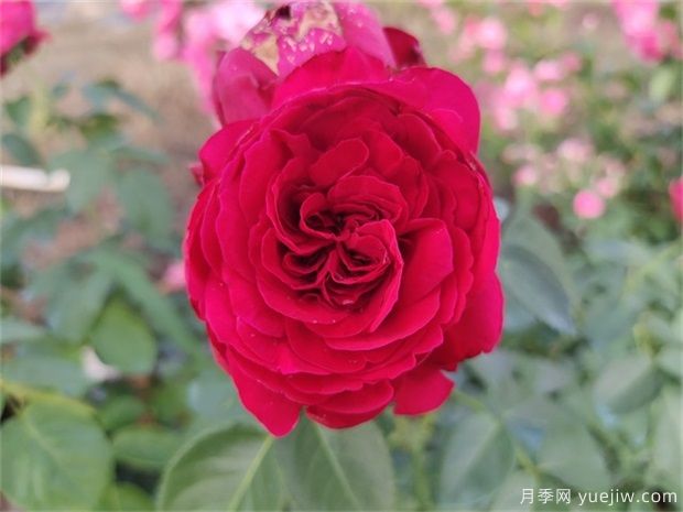 推荐公认的6款零差评的月季花,颜值高好养护(图4) 推荐公认的6款零差评的月季花,颜值高好养护(图4)