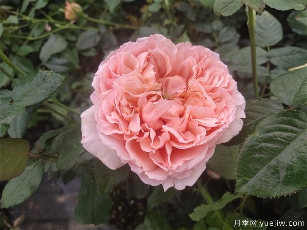 推荐公认的6款零差评的月季花,颜值高好养护(图5) 推荐公认的6款零差评的月季花,颜值高好养护(图5)