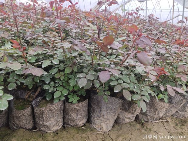 月季裸根苗什么时候栽种?教你把握蕞佳时机栽种(图4) 月季裸根苗什么时候栽种?教你把握最佳时机栽种(图3)