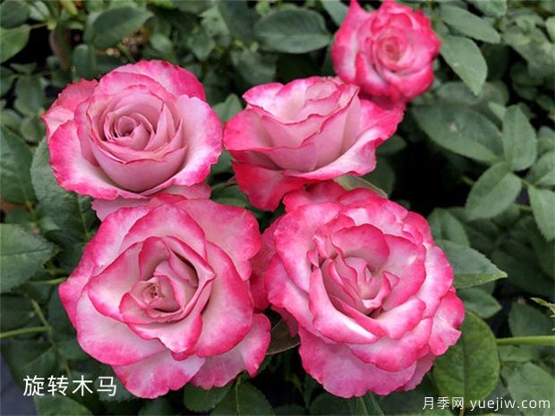 微型月季四季开花的养护办法(图1)