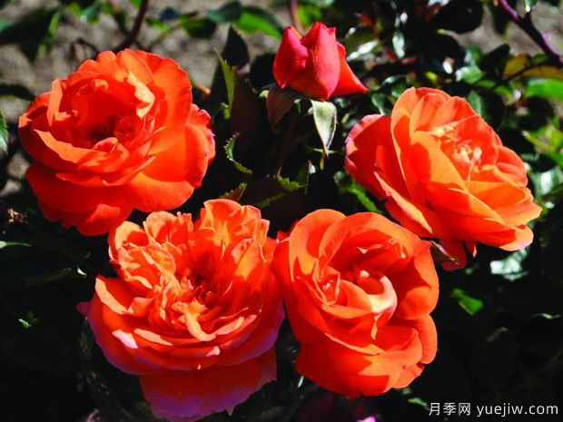 芒果阳台月季/芒果月季(图1)