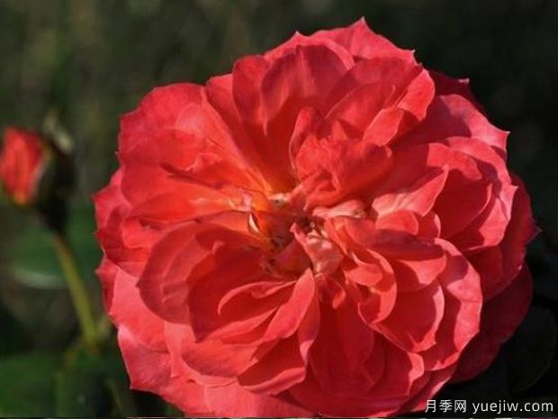 橙色花环月季(图2)