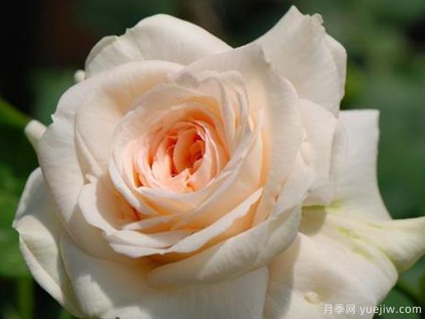 蒙特罗莎月季(图1)