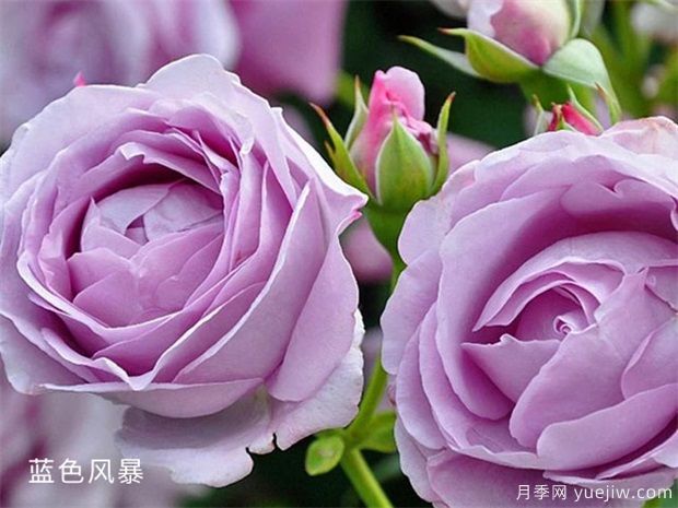 25个蓝紫色月季品种大合集，天然蓝紫美到心里(图1)